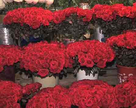 IHC bans Valentine Day celebrations