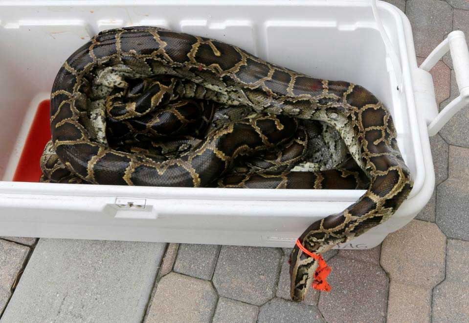 Burmese Pythons Captured In Florida Including Footer Weirdnews Dunya News