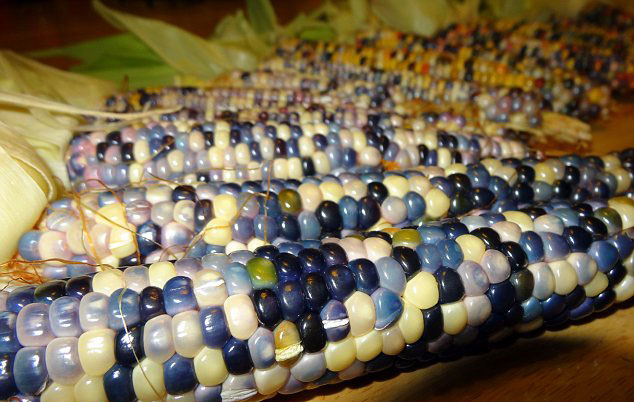 American Farmer Grows Amazing Multi Coloured Corn Weirdnews