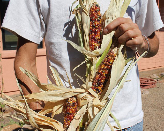 American Farmer Grows Amazing Multi Coloured Corn Weirdnews