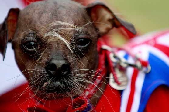 mugly-wins-world-s-ugliest-dog-title