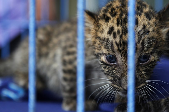 transporting exotic animals