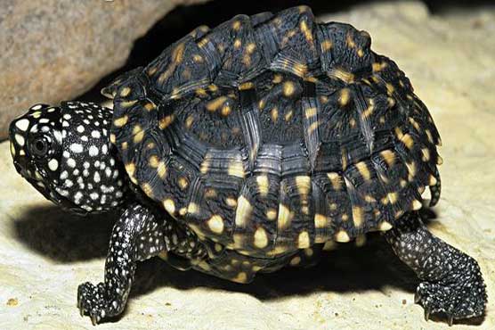 Illegal Trade Spikes In Rare South Asian Turtle Watchdog Crime Dunya News