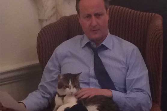 Mice watch out: Larry the cat to stay at 10 Downing Street