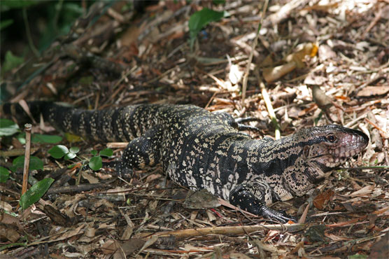 Woman Mistakes Dead Lizard For Alligator Along River Bank Weirdnews Dunya News