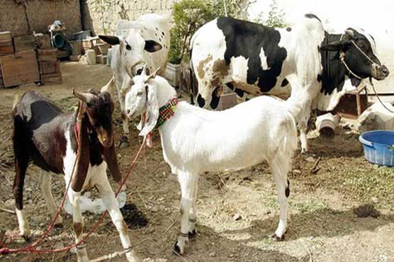 Animal slaughtering continues on third day of Eid-ul-Azha - Pakistan -  Dunya News