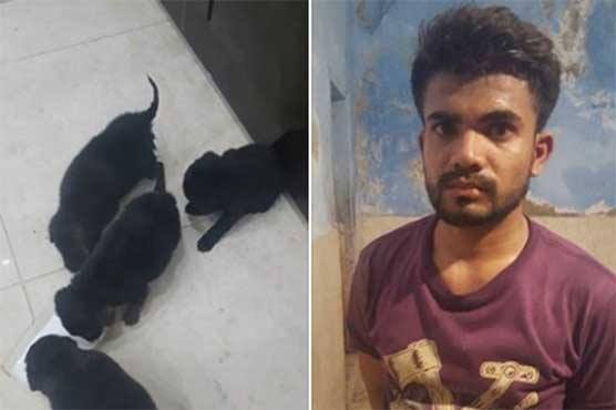 Police nab alleged swindler who sold stray dogs online