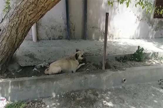 Dog sentenced to death for biting kid in Kallur Kot