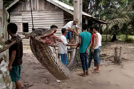 Giant Python Attacks Indonesian Man before Being Eaten Giant Python Attacks Indonesian Man before Being Eaten