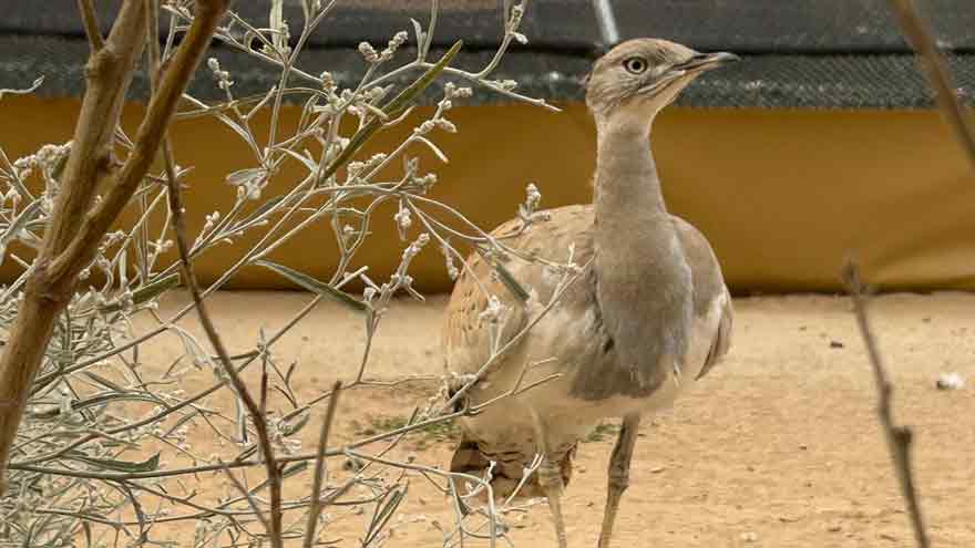 Guardians of the Desert Sky