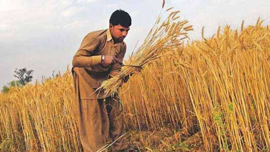 The paradox of Pakistan's agricultural crisis