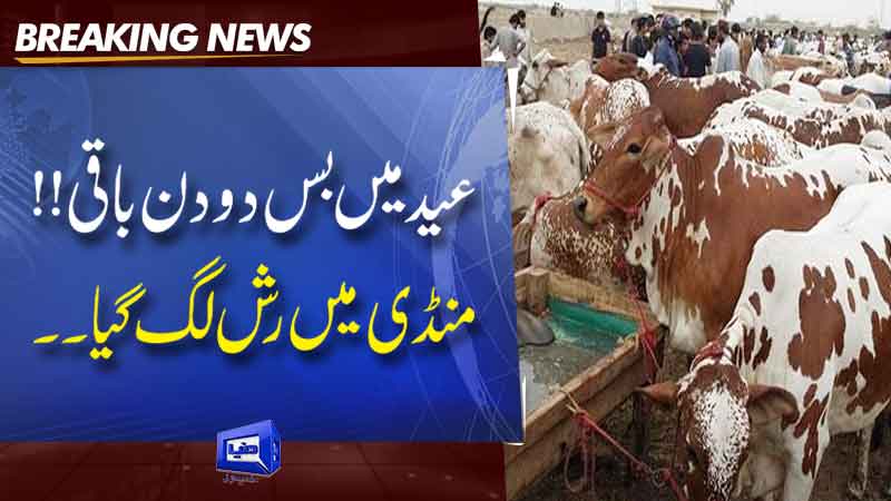  Two Days Left In Eid-ul-Adha  Rush In Cattle Market