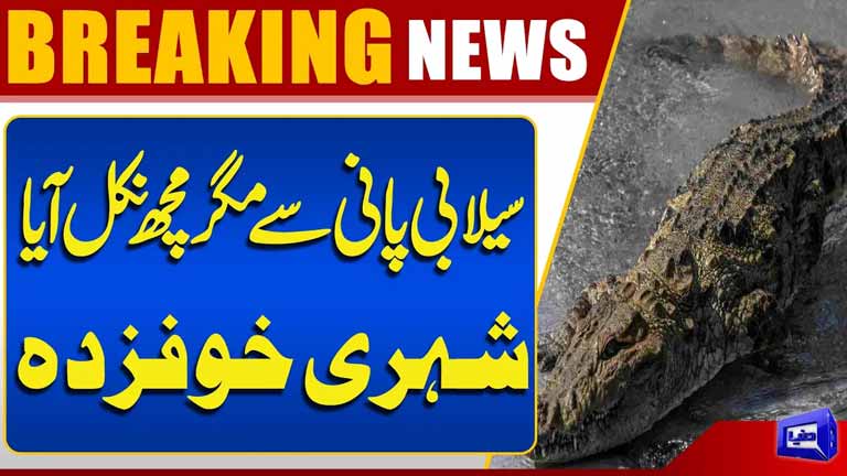 Crocodile Emerges in Ferozwala Floodwater  Residents Left Terrified  Latest News
