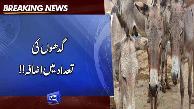  Pakistan livestock sector sees growth with enhanced cattle population
