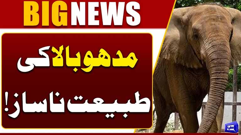 Karachi Safari Park: Madhubalas Health Raises Concern  Latest Update  Dunya News