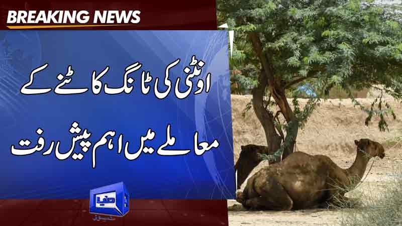  Sanghar: A case was registered against unknown persons for cutting off the camel's leg 'for eating the crop'