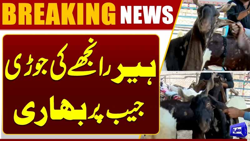 Multan Bakra Mandi  Heer & Ranjha Pair Prices Break Records in Multan