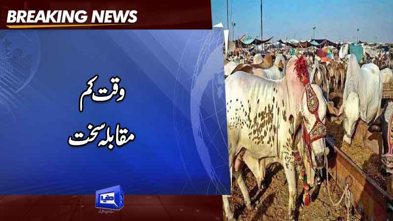 Cattle markets buzzing with shoppers a day ahead of Eidul Azha