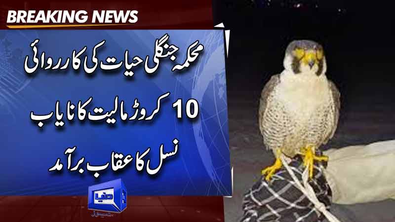 Wildlife dept recovers rare eagle worth Rs100 million in Punjab