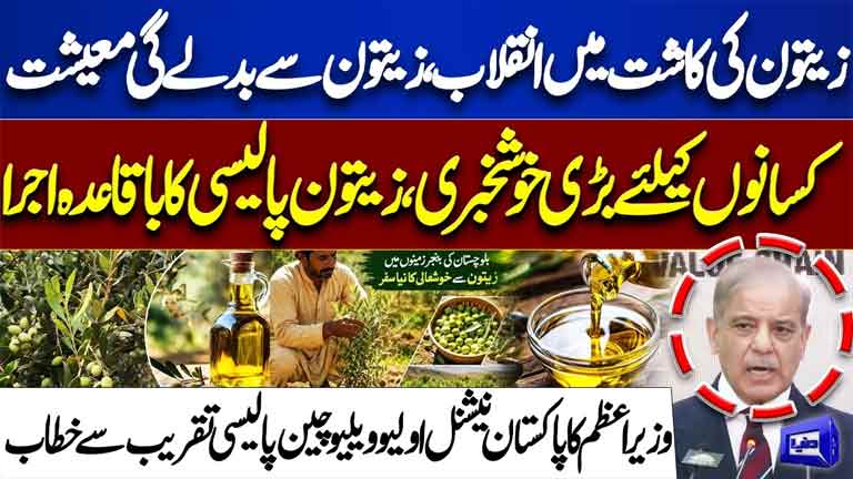 Olive Revolution in Pakistan PM Shehbaz Sharif Launches National Olive Value Chain Policy
