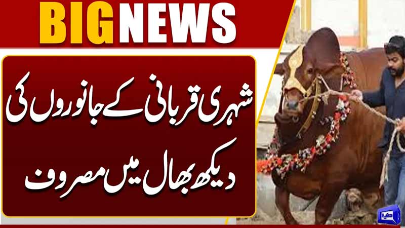 Citizens Busy Caring for Sacrificial Animals  Eid Preparations in Full Swing