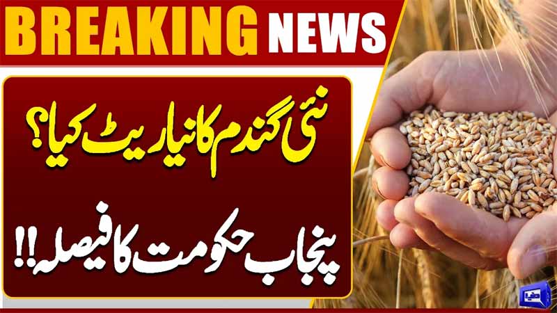  Punjab Government Begins Preparations for New Wheat Procurement