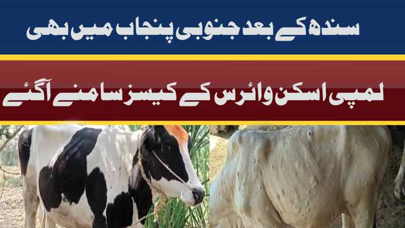 Dunya News Lumpy Skin Disease Spreading Rapidly In Punjab   28June22 Lumpy Skin 