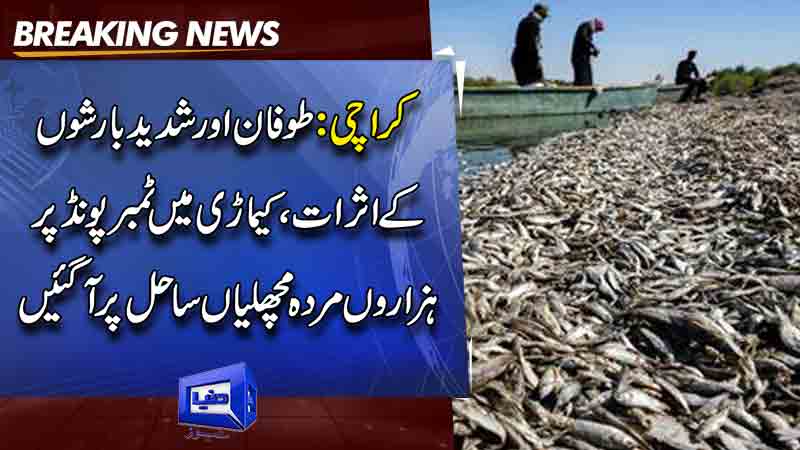  Thousands of dead fish have washed up on the shores of Keamari in Karachi