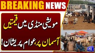 Eid-ul-Adha 2026: Inflation Hit Cattle Markets  Public Faces Financial Burden