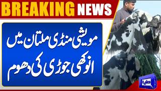Multan Cattle Market Buzz  Badshah & Wazir Goat Duo Steal the Spotlight