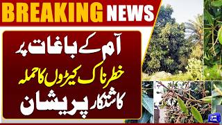 Bad News  Severe Pest Attack Hits Mango Orchards in South Punjab