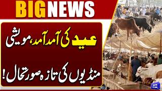 Preparations for Eid-ul-Adha Intensify as 5 Cattle Markets Open in Multan  Dunya News