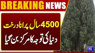 Irans President Masoud Pezeshkian Shares Image of 4,500-Year-Old Tree in Iran  Dunya News