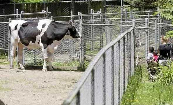 Holy cow! California steer vies for world's tallest bovine - WeirdNews ...