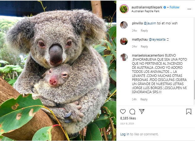 Photos of Koalas 'Hugging It Out' at Australia Reptile Park Are