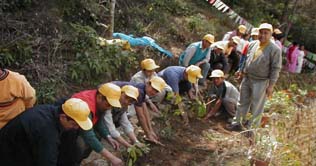 First National Plantation Day being celebrated today