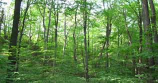 Artificial forests can save our environment