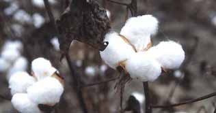 Cotton prices hit record high in Pakistan 