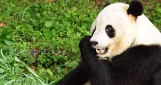 Baby panda Tai Shan leaves American home for his native land