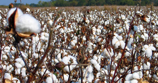 Cotton hit record high at Rs 4600/40 kg