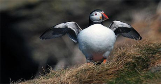 'Sat Nav' for disappearing puffins