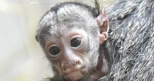 Netherlands Zoo finally breach sigh of relief 