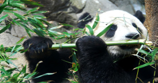 National zoo in DC celebrate Panda's 4th birthday