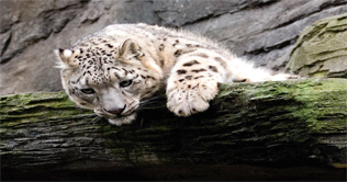 Snow Leopard cub kept at Berlin Animal Park in Germany