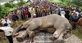 Speeding train kills 2 elephants in India