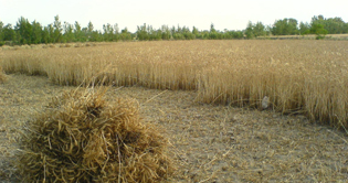 Agriculture Pakistan