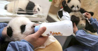Newly-born panda in Thailand female, healthy