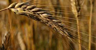 ECC maintains support prices for wheat