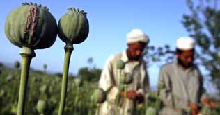 UN details devastating impact of Afghan opium