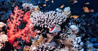 New plans to save coral reefs